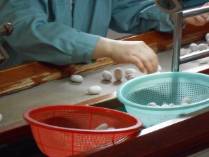 Cocoons being sorted