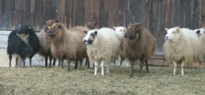 Icelandic sheep